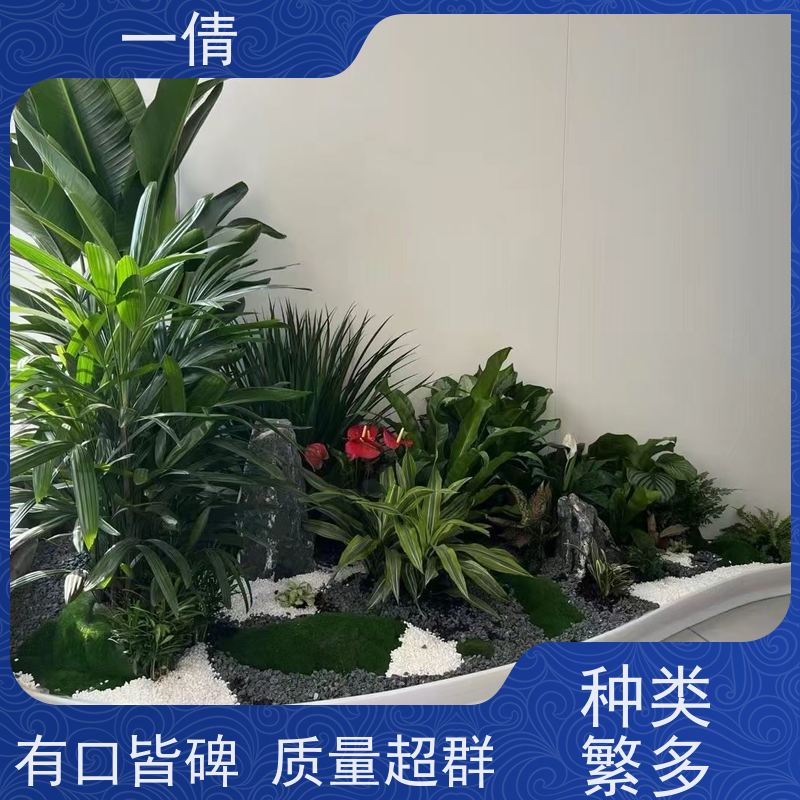 一倩花卉 深圳 保罗 绿植出售 桌面绿植 花木护理