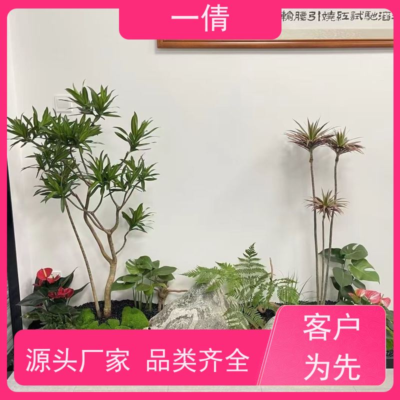 一倩花卉 办公室 也门铁 室内植物出租 种类繁多 规格齐全