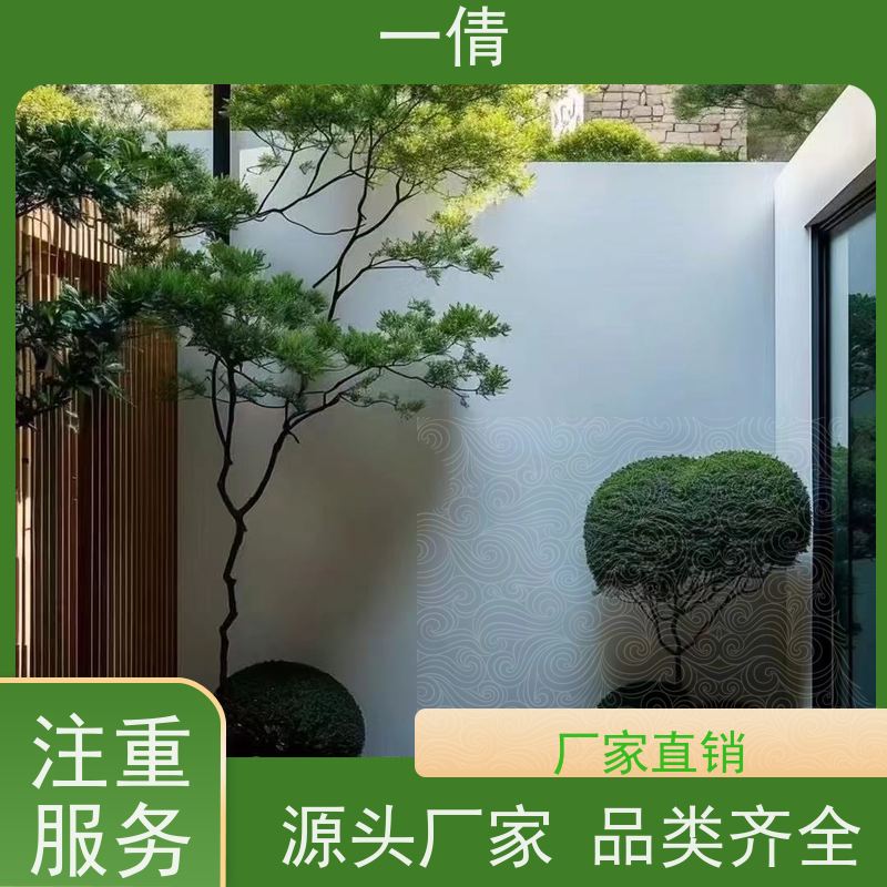 一倩花卉 室内 澳洲杉 绿植出售 全城配送 上门养护