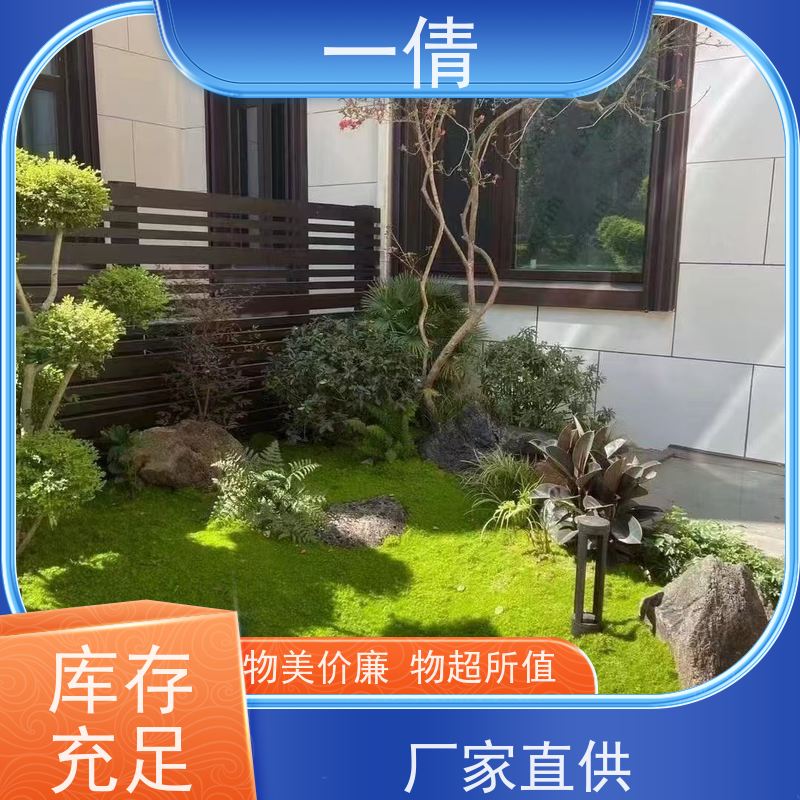 一倩花卉 前台 小仙女海芋 绿植租赁 桌面绿植 花木护理