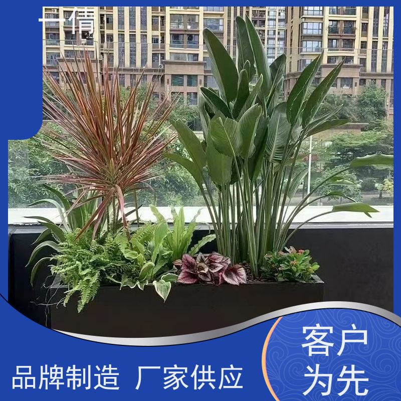 一倩花卉 办公室 12寸盆四季桔 花卉租赁 种类繁多 规格齐全