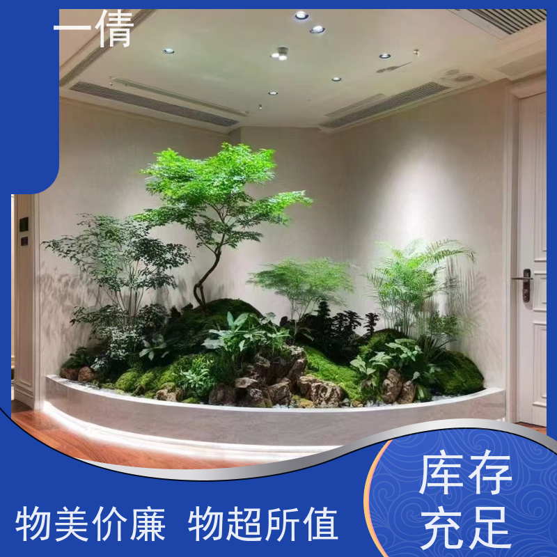 一倩花卉 深圳 春雨 室内植物出租 桌面绿植 花木护理
