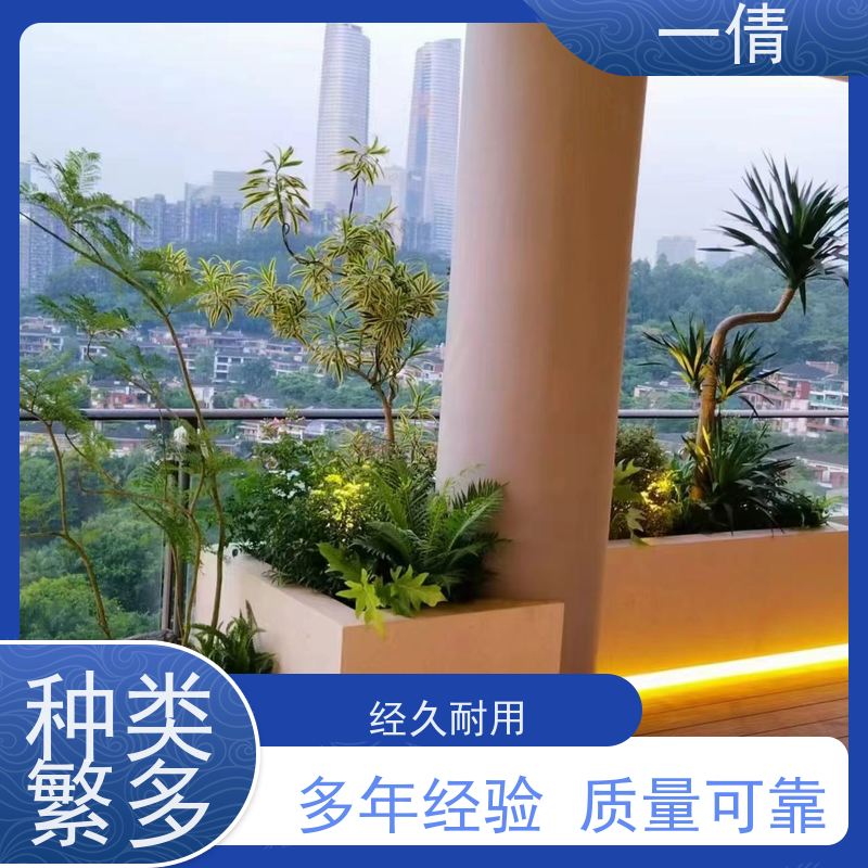 一倩花卉 室内 大杨贵妃 开业花篮租赁 全城配送 上门养护