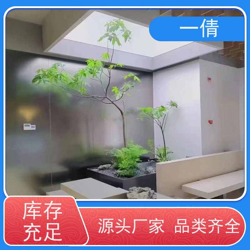 一倩花卉 前台 红酒之恋 花卉租赁 桌面绿植 花木护理