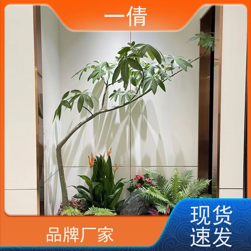 一倩花卉 室内 太阳神 室内植物出租 全城配送 上门养护