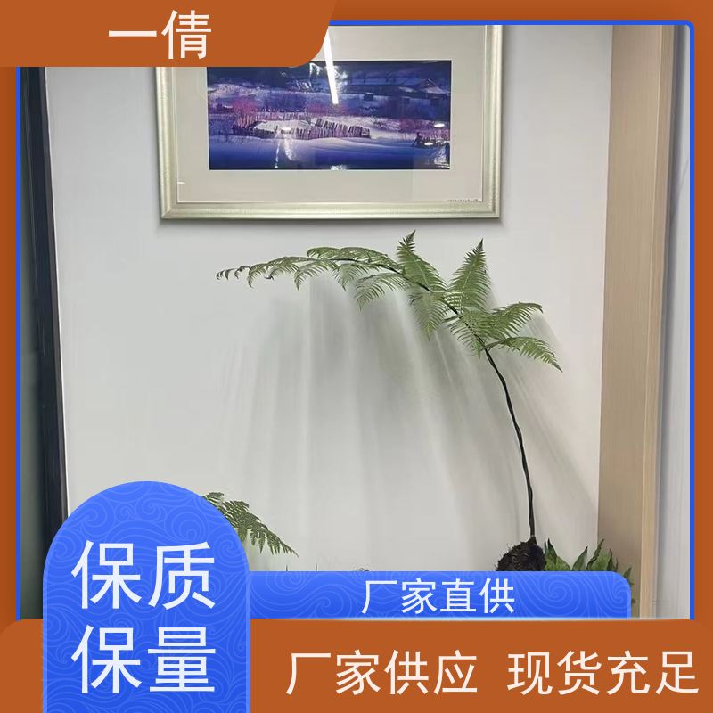 一倩花卉 办公室 福木 室内植物出租 桌面绿植 花木护理