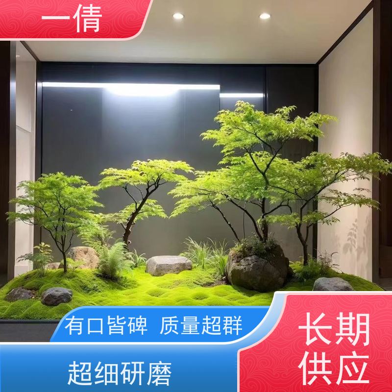 一倩花卉 室内 年桔盆景 室内植物出租 净化空气