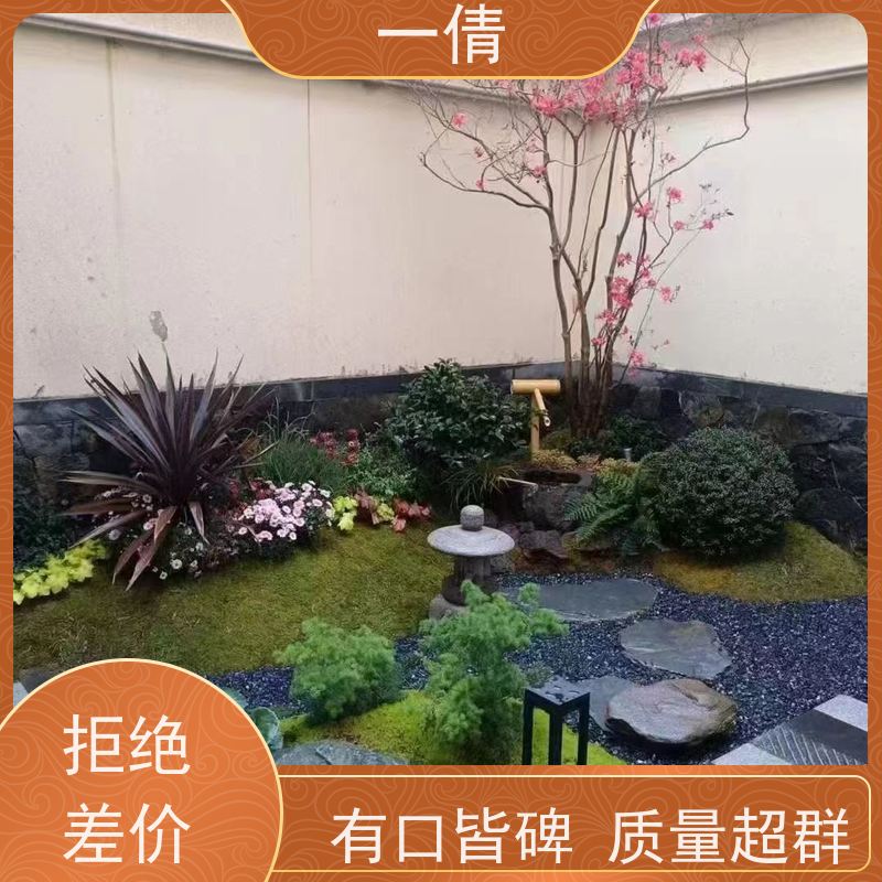 一倩花卉 室内 砖石翡翠 绿植出售 桌面绿植 花木护理