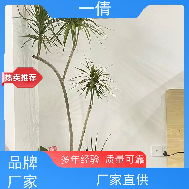 一倩花卉 前台 蓝宝石 绿植租摆 桌面绿植 花木护理