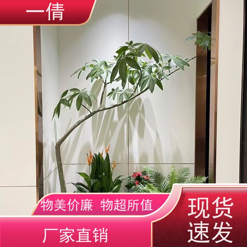 一倩花卉 办公室 福木 绿植租赁 桌面绿植 花木护理