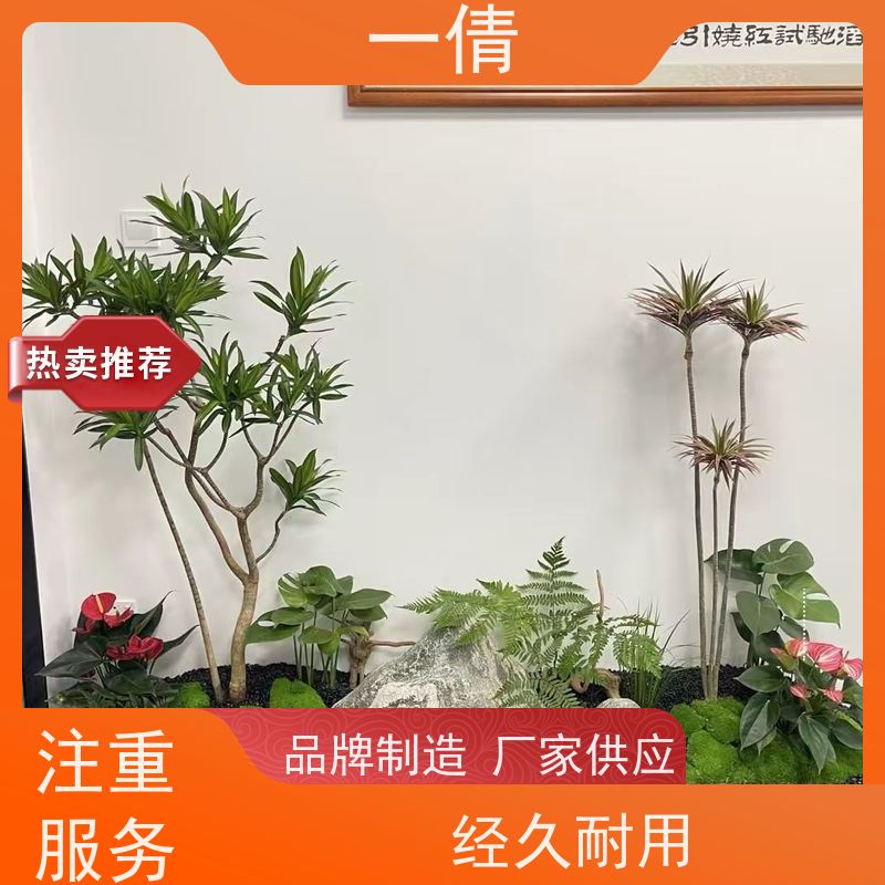 一倩花卉 前台 小罗汉松 绿植出售 桌面绿植 花木护理