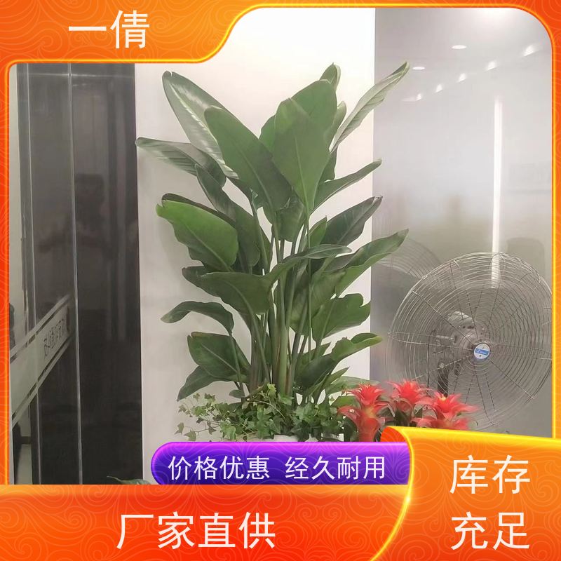 一倩花卉 深圳 蝴蝶兰 室内植物出租 全城配送 上门养护