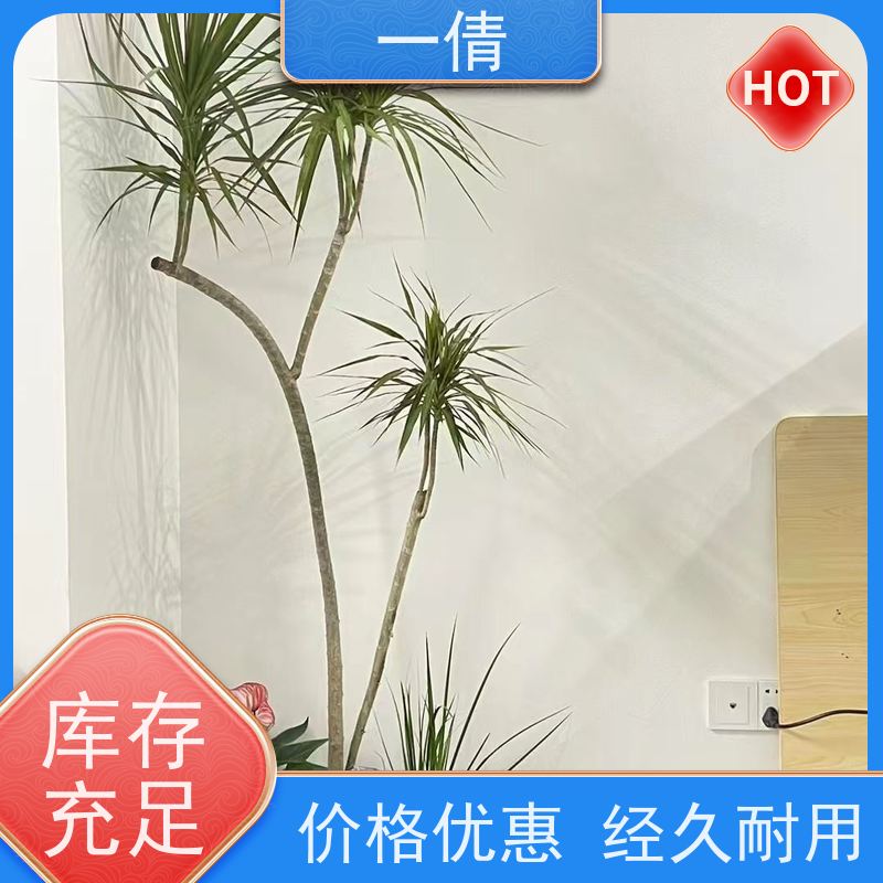 一倩花卉 前台 冬青 绿植出售 桌面绿植 花木护理