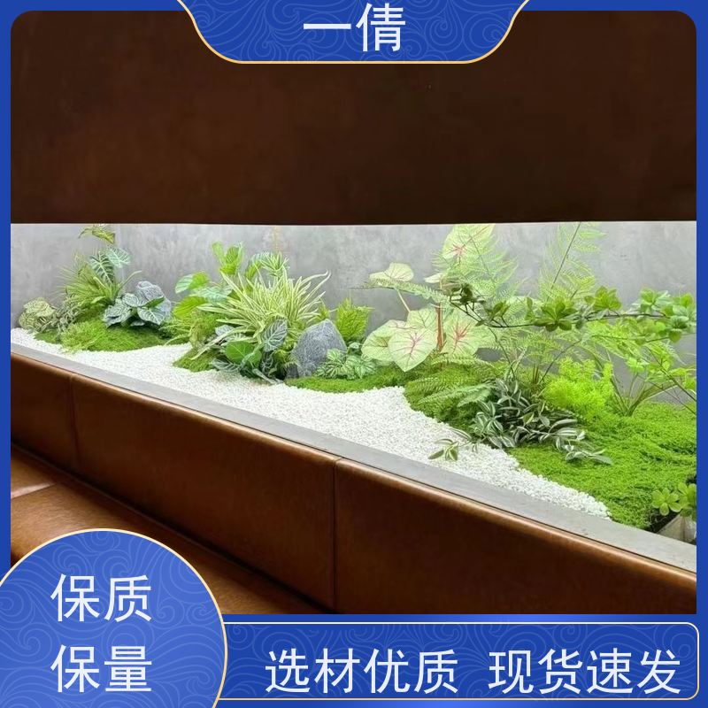 一倩花卉 深圳 常春藤 绿植租赁 桌面绿植 花木护理