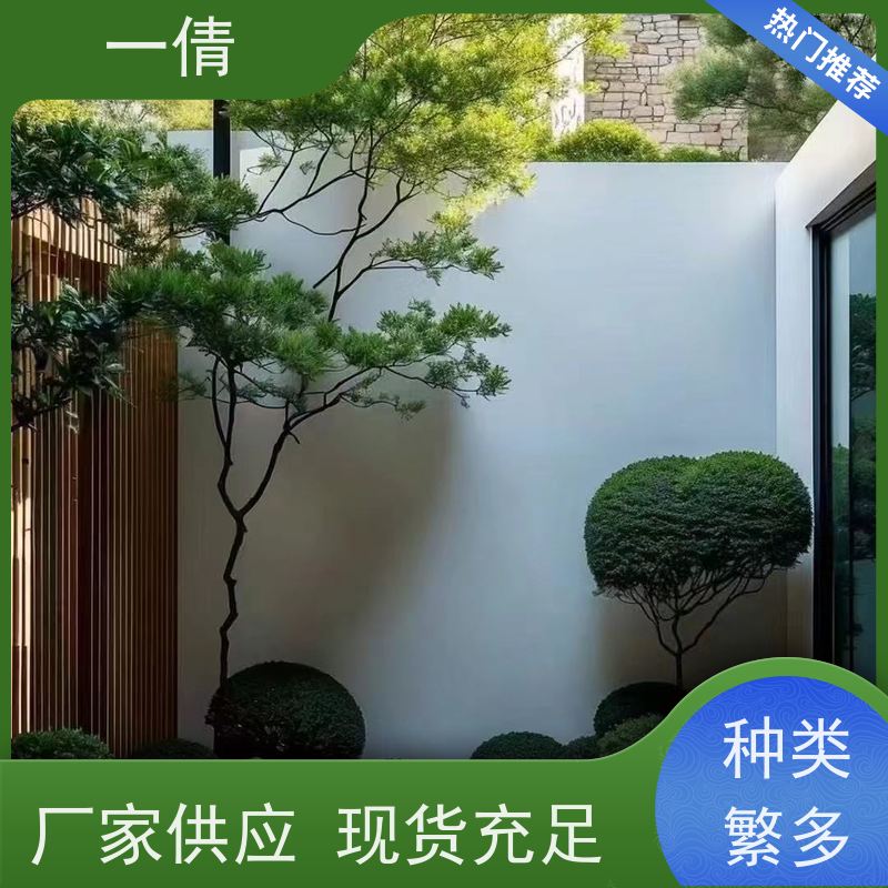 一倩花卉 深圳 观音竹 绿植出售 种类繁多 规格齐全