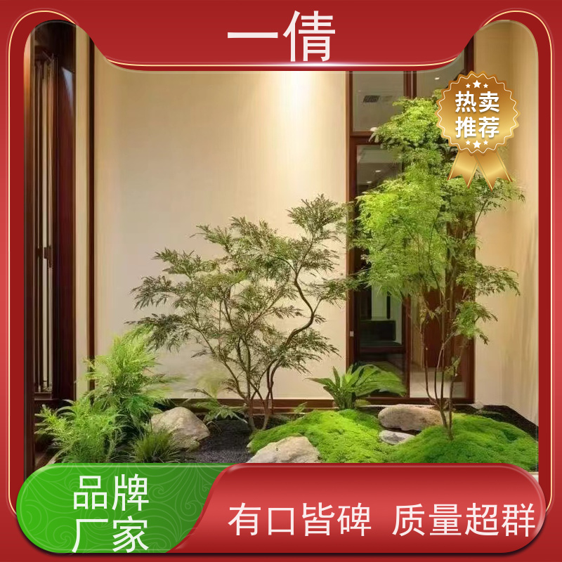 一倩花卉 室内 大慧兰 绿植租赁 桌面绿植 花木护理