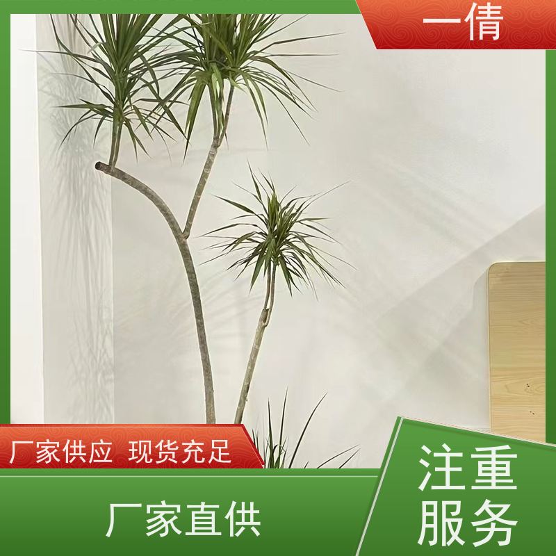 一倩花卉 深圳 棕竹 花卉租赁 种类繁多 规格齐全