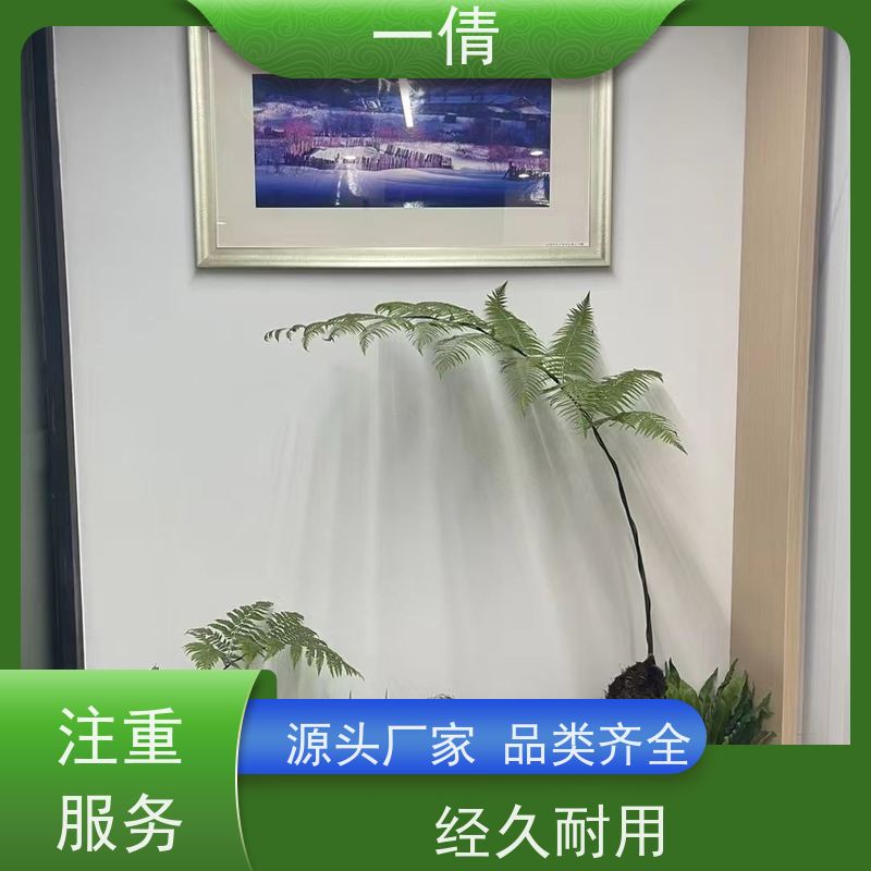 一倩花卉 办公室 8层黄金果 室内植物出租 净化空气