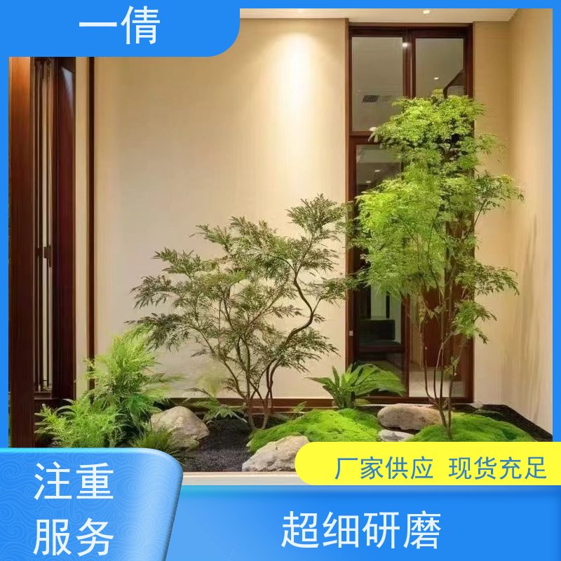 一倩花卉 深圳 福木 花卉租赁 桌面绿植 花木护理