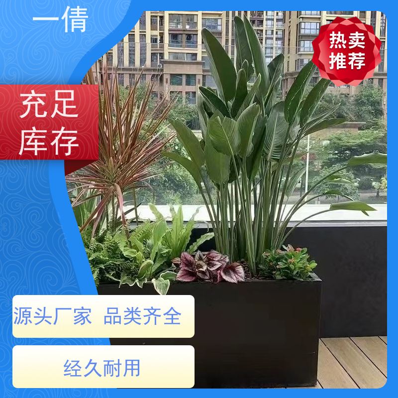 一倩花卉 室内 三杆发财树 绿植租摆 全城配送 上门养护