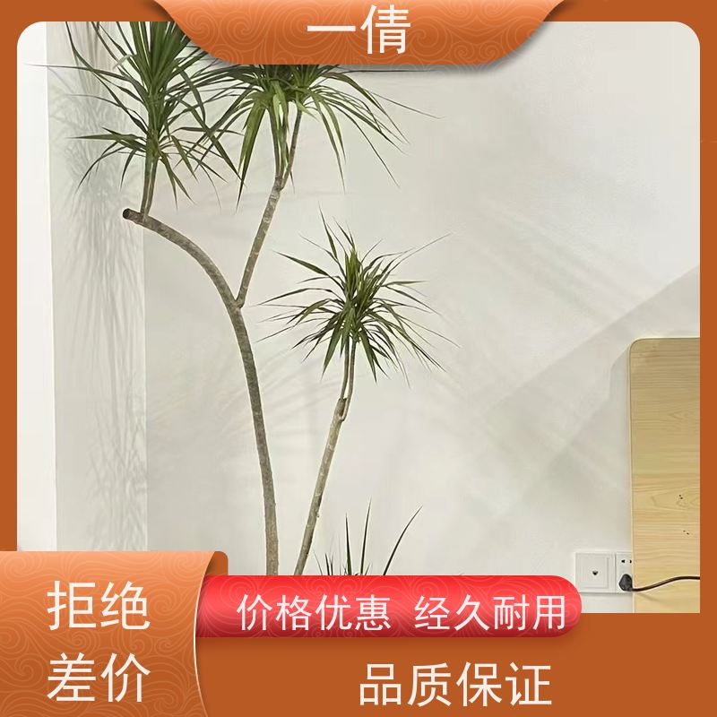 一倩花卉 办公室 小慧兰 花卉租赁 全城配送 上门养护