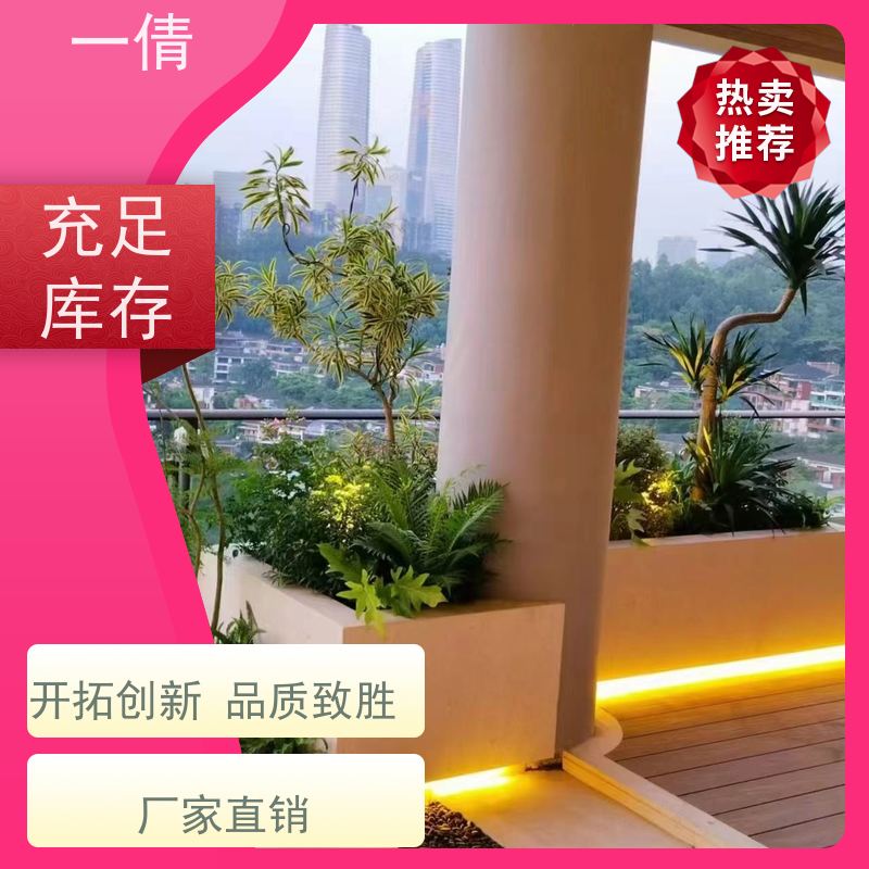 一倩花卉 深圳 60盆四季桔 绿植出售 桌面绿植 花木护理