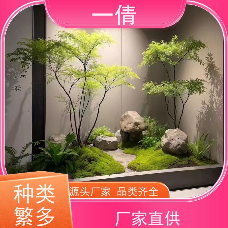 一倩花卉 室内 七彩铁 花卉租赁 桌面绿植 花木护理