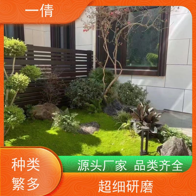一倩花卉 办公室 桌面盆景 绿植出售 种类繁多 规格齐全