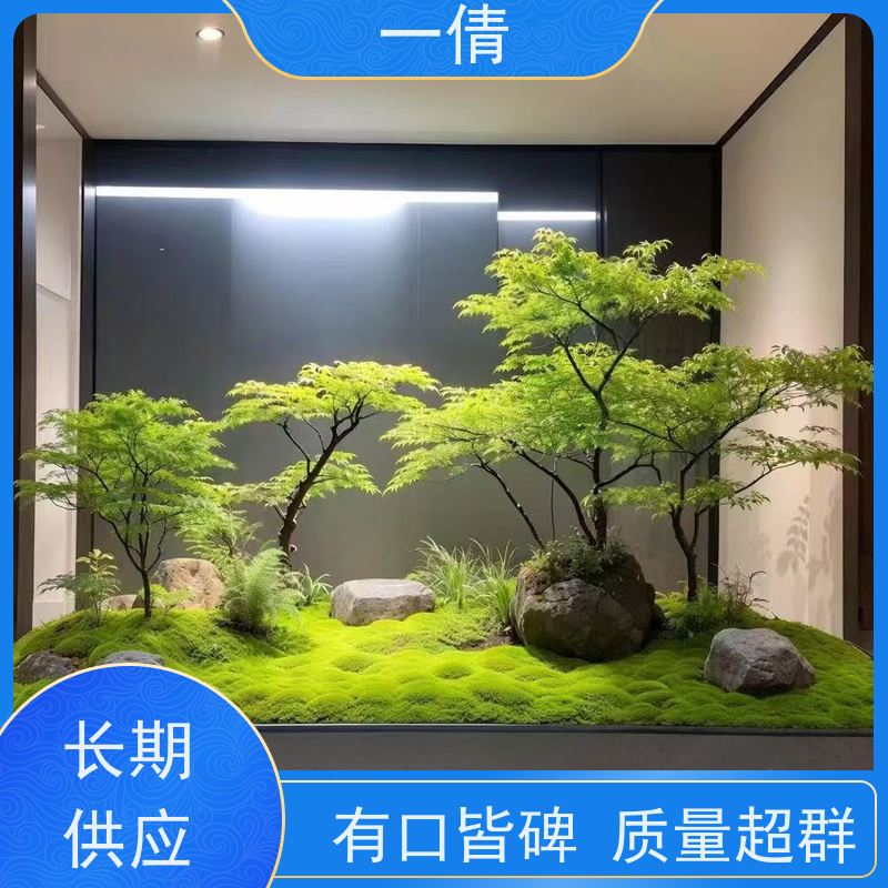 一倩花卉 前台 组合花镜 绿植出售 桌面绿植 花木护理