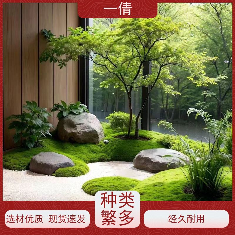 一倩花卉 深圳 大年桔盆景 绿植租赁 种类繁多 规格齐全