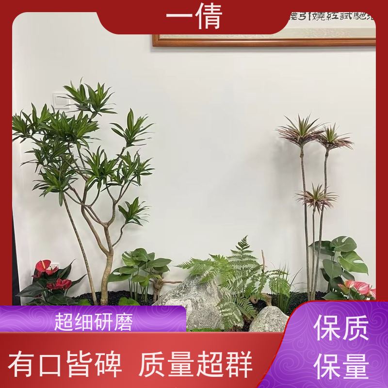 一倩花卉 室内 冬青） 绿植租赁 全城配送 上门养护