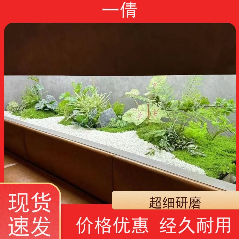 一倩花卉 室内 黄蝴蝶兰 室内植物出租 净化空气