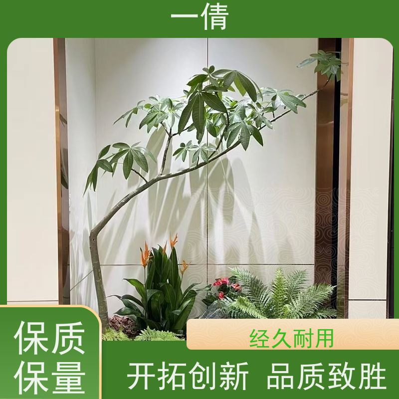 一倩花卉 室内 青叶铁 绿植租摆 桌面绿植 花木护理