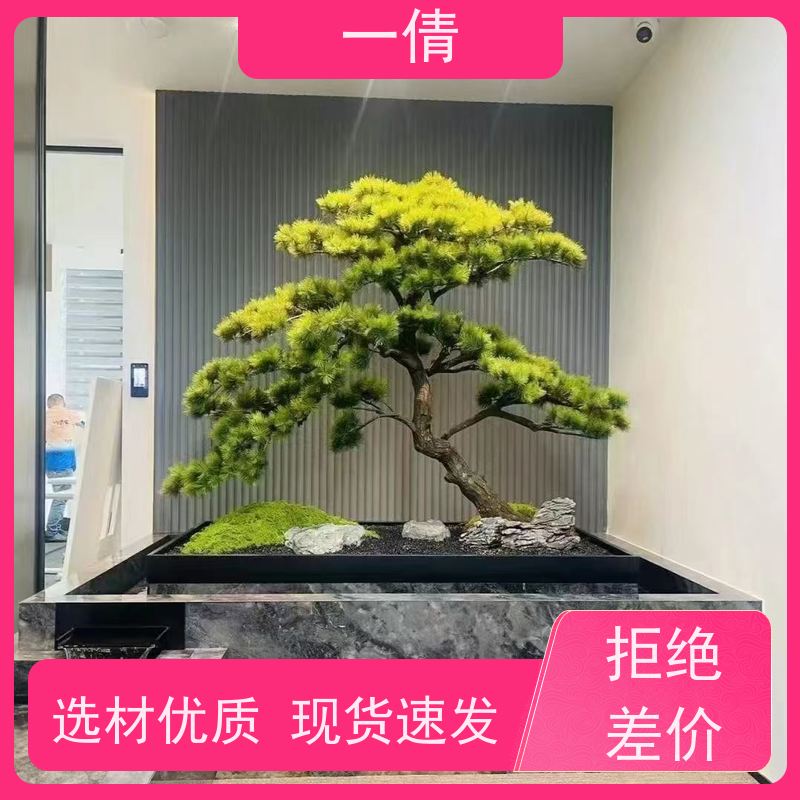 一倩花卉 室内 大慧兰 室内植物出租 桌面绿植 花木护理