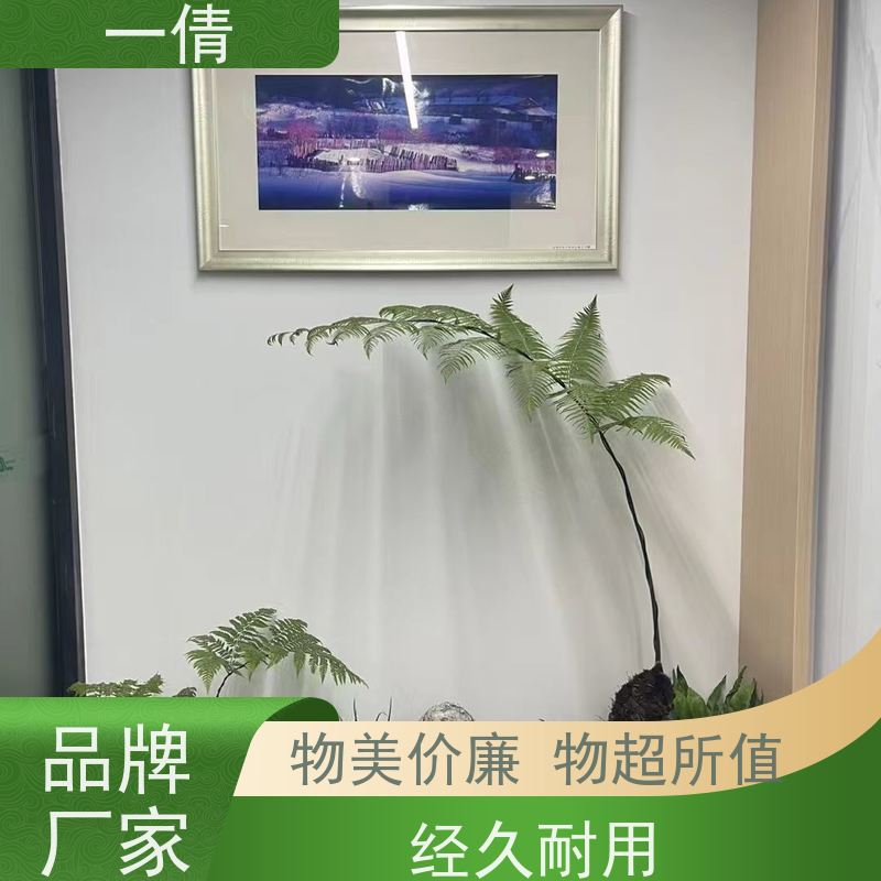 一倩花卉 深圳 富贵树 绿植租摆 全城配送 上门养护