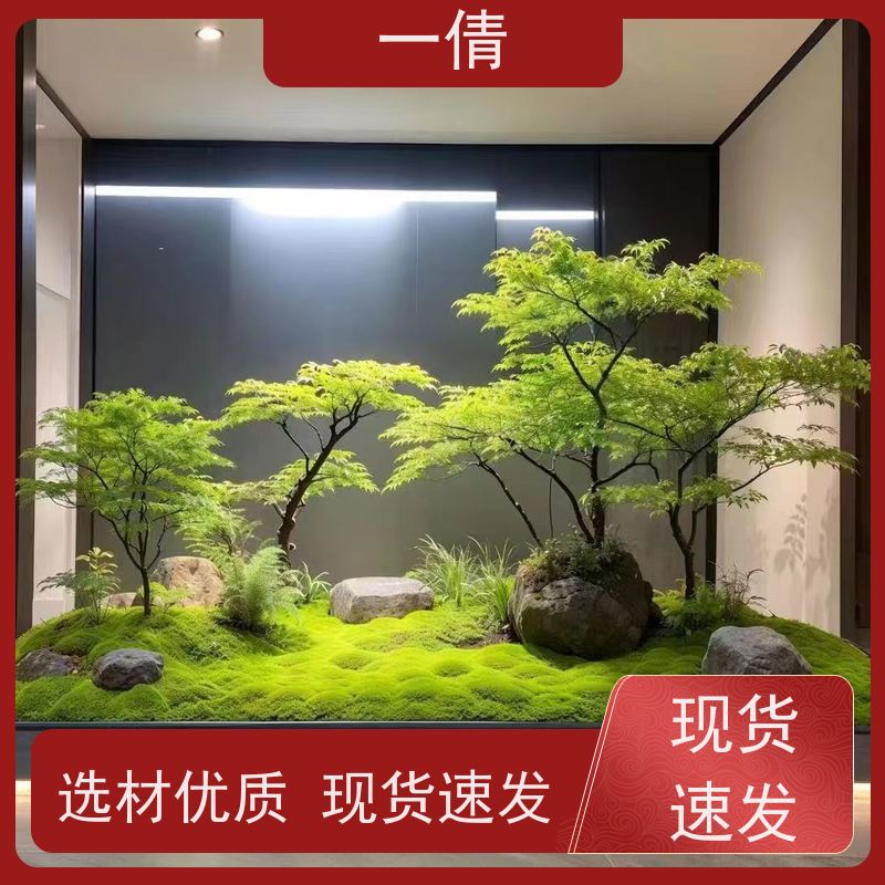一倩花卉 办公室 虎尾兰 花卉租赁 桌面绿植 花木护理