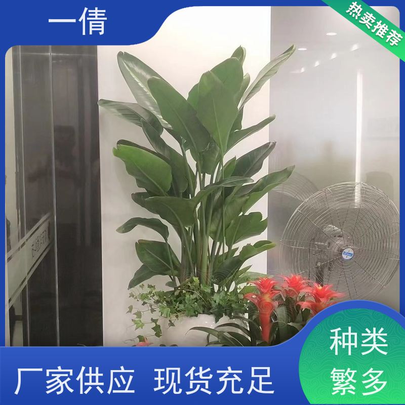 一倩花卉 办公室 7寸盆四季桔 绿植租摆 全城配送 上门养护