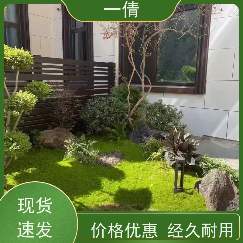 一倩花卉 前台 金钻 室内植物出租 种类繁多 规格齐全