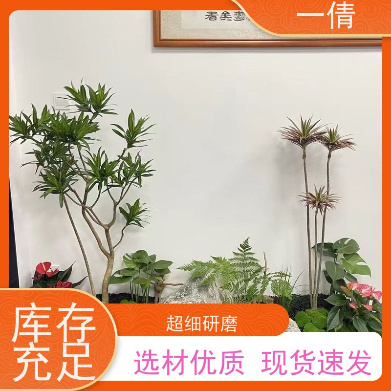 一倩花卉 前台 橙蝴蝶兰 绿植出售 全城配送 上门养护