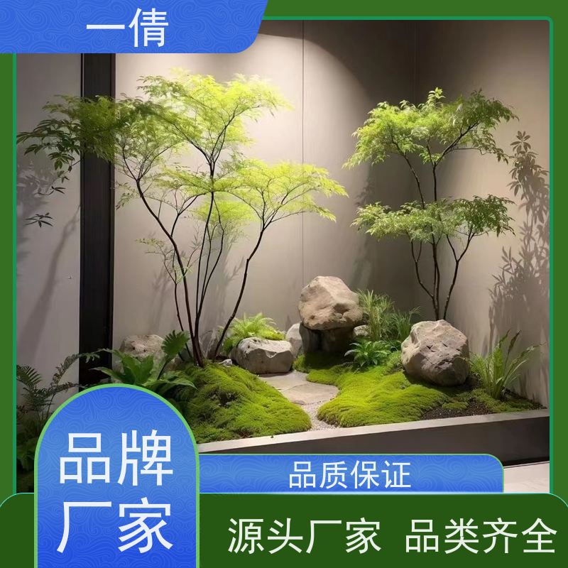 一倩花卉 深圳 龟背 绿植租摆 桌面绿植 花木护理
