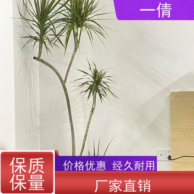 一倩花卉 深圳 红蝴蝶兰 绿植租赁 桌面绿植 花木护理