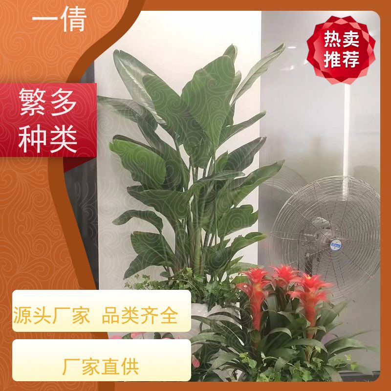 一倩花卉 前台 君子兰 绿植租赁 种类繁多 规格齐全