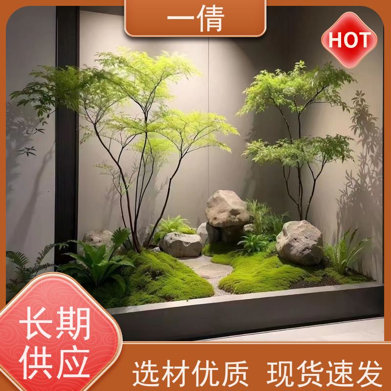 一倩花卉 办公室 大杨贵妃 绿植租摆 桌面绿植 花木护理
