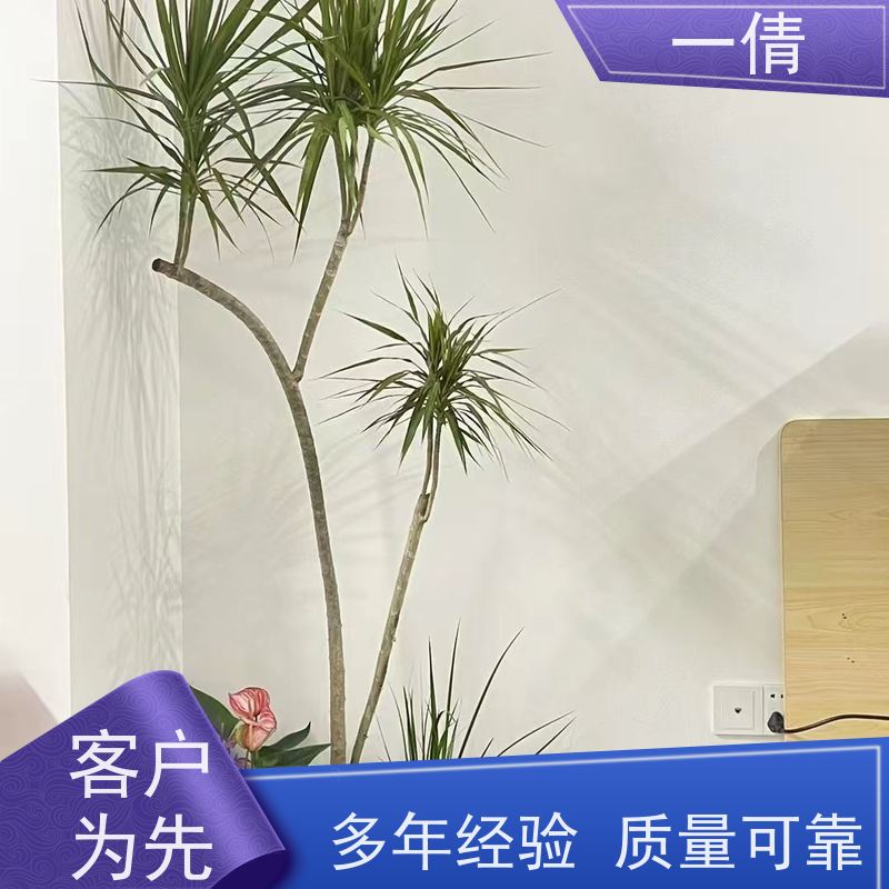 一倩花卉 室内 铜钱草 花卉租赁 种类繁多 规格齐全