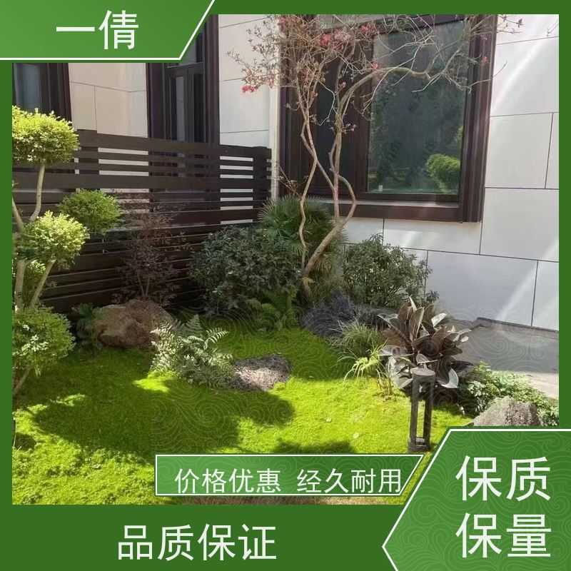 一倩花卉 深圳 红玉珠 绿植出售 桌面绿植 花木护理