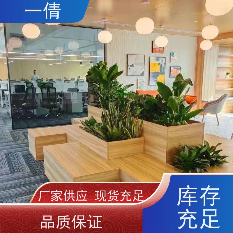 一倩花卉 深圳 杨贵妃 室内植物出租 桌面绿植 花木护理