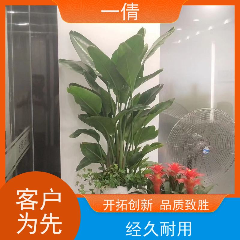 一倩花卉 前台 小慧兰 绿植租赁 种类繁多 规格齐全