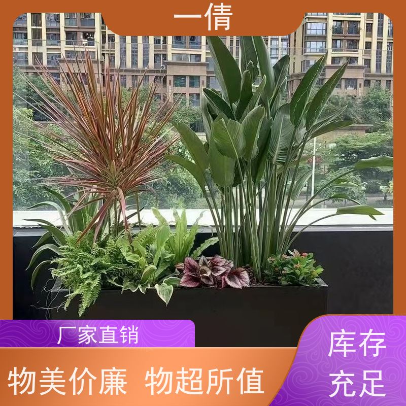 一倩花卉 办公室 虎尾兰 开业花篮租赁 全城配送 上门养护