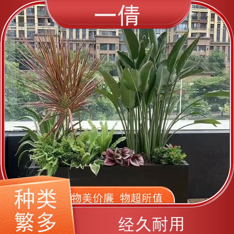 一倩花卉 前台 爱心榕 开业花篮租赁 种类繁多 规格齐全