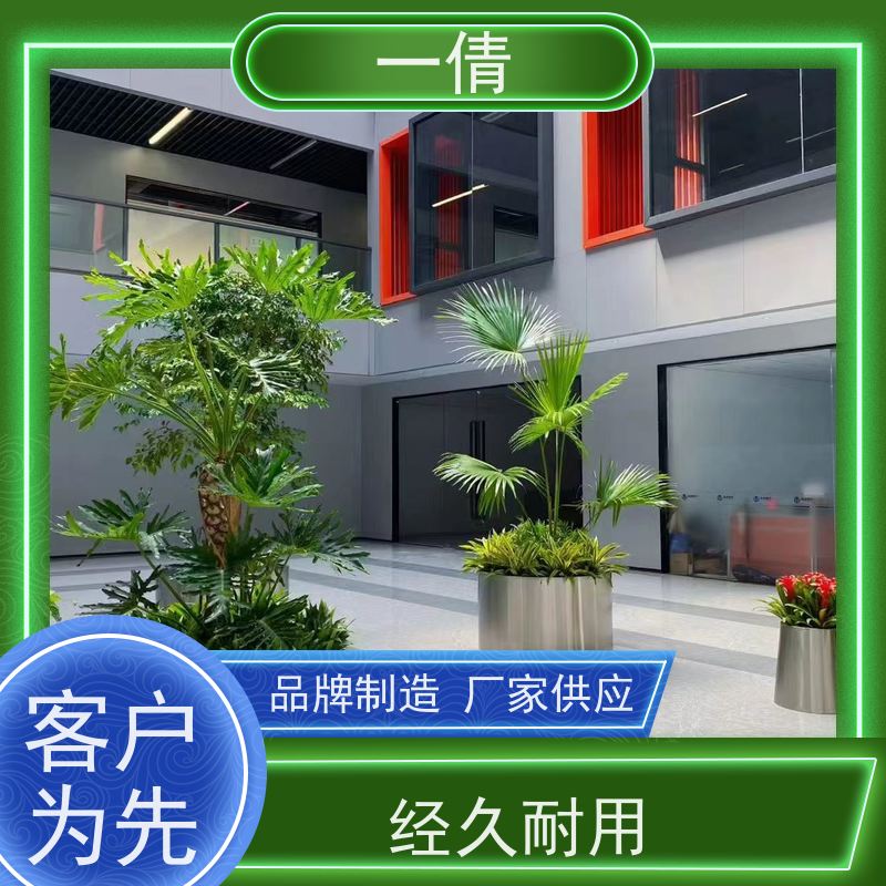 一倩花卉 深圳 鸟巢厥 绿植租摆 种类繁多 规格齐全